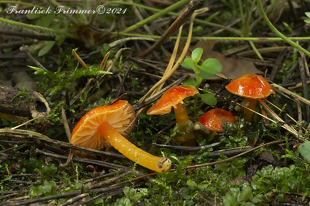 lúčnica hlienistá červená Hygrocybe glutinipes var. rubra R. Kristiansen