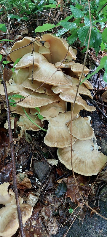 sírovec obyčajný Laetiporus sulphureus (Bull.) Murrill