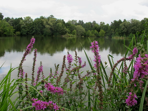 vrbica vŕbolistá Lythrum salicaria L.