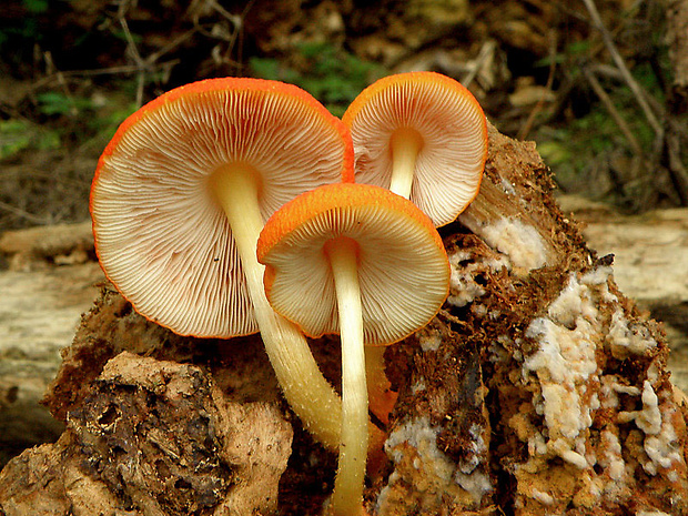 štítovka šarlátová Pluteus aurantiorugosus (Trog) Sacc.