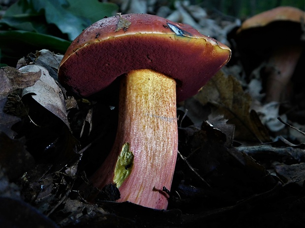 hríb Dupainov Rubroboletus dupainii (Boud.) Kuan Zhao & Zhu L. Yang