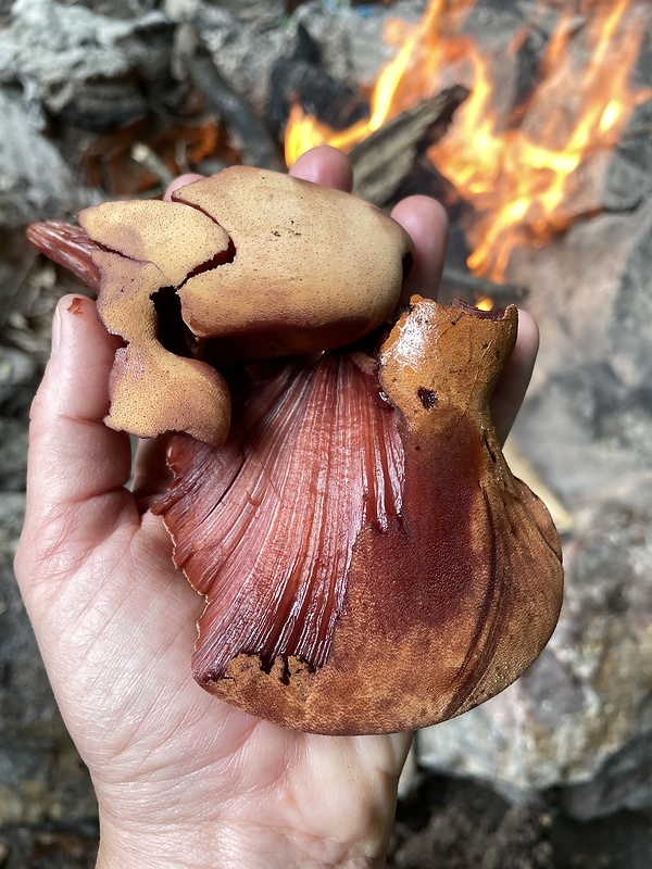 pečeňovec dubový Fistulina hepatica (Schaeff.) With.