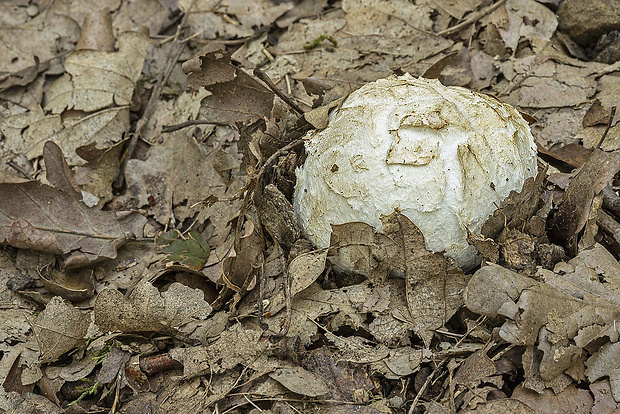 muchotrávka cisárska Amanita caesarea (Scop.) Pers.