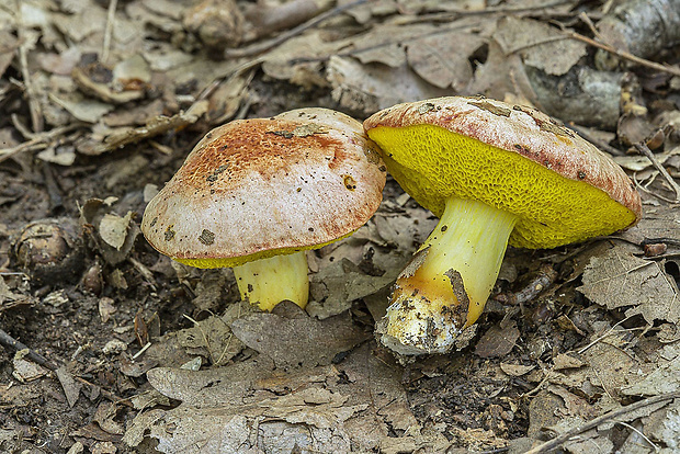 zlatohríb úhľadný Aureoboletus gentilis (Quél.) Pouzar