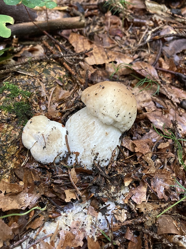 hríb smrekový Boletus edulis Bull.