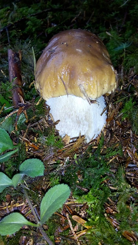 hríb smrekový Boletus edulis Bull.