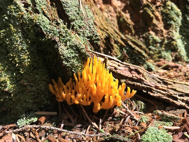 parôžkovec lepkavý Calocera viscosa (Pers.) Fr.