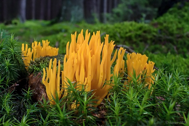 parôžkovec lepkavý Calocera viscosa (Pers.) Fr.