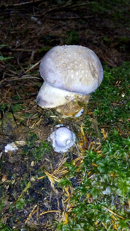 pavučinovec smradľavý Cortinarius traganus (Fr.) Fr.