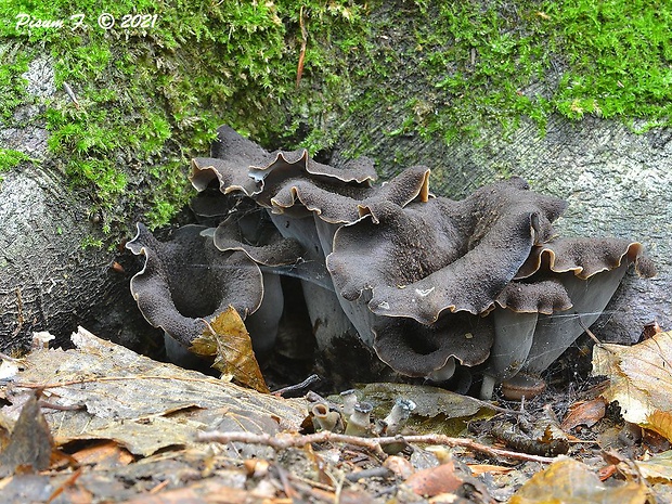 lievik trúbkovitý Craterellus cornucopioides (L.) Pers.