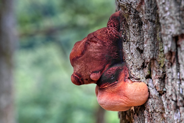 pečeňovec dubový Fistulina hepatica (Schaeff.) With.