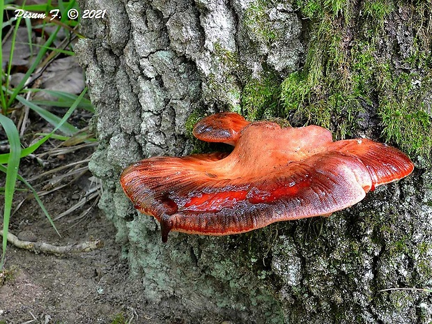 pečeňovec dubový Fistulina hepatica (Schaeff.) With.