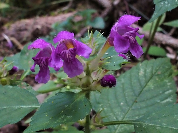 konopnica páperistá Galeopsis pubescens Besser