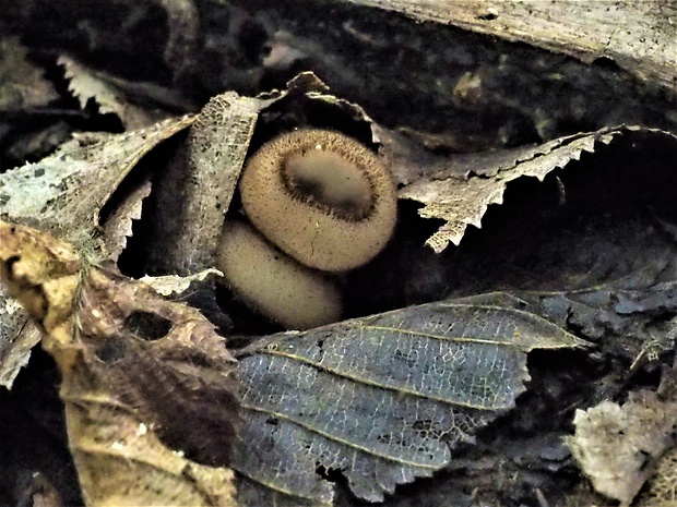 humária polguľovitá Humaria hemisphaerica (F.H. Wigg.) Fuckel