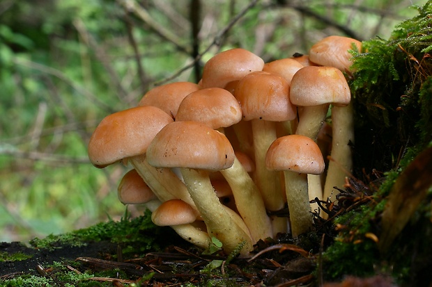 strapcovka zväzkovitá Hypholoma fasciculare (Huds.) P. Kumm.