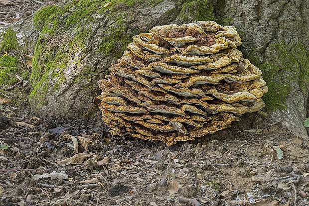 ryšavec kôrovitý Inonotus cuticularis (Bull.) P. Karst.