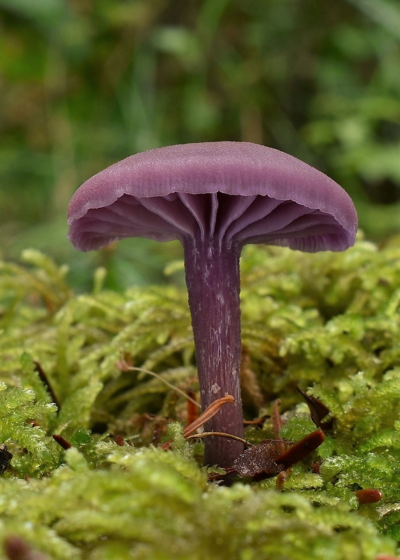 lakovka ametystová Laccaria amethystina (Huds.) Cooke