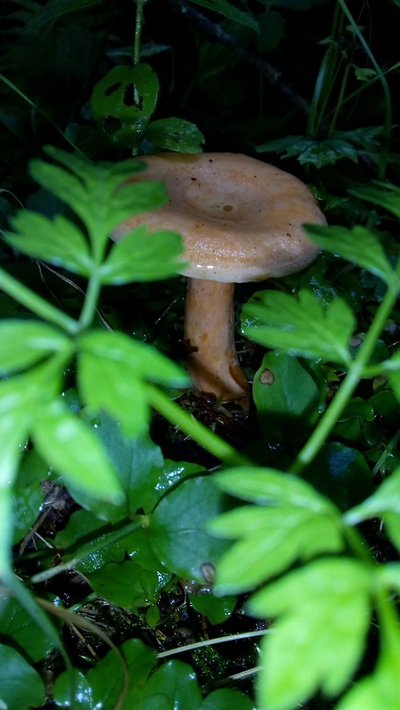 rýdzik pravý Lactarius deliciosus (L.) Gray