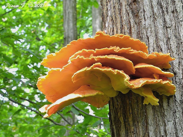 sírovec obyčajný Laetiporus sulphureus (Bull.) Murrill