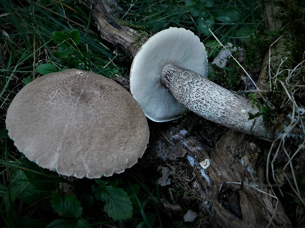 kozák topoľový Leccinum duriusculum (Schulzer ex Kalchbr.) Singer