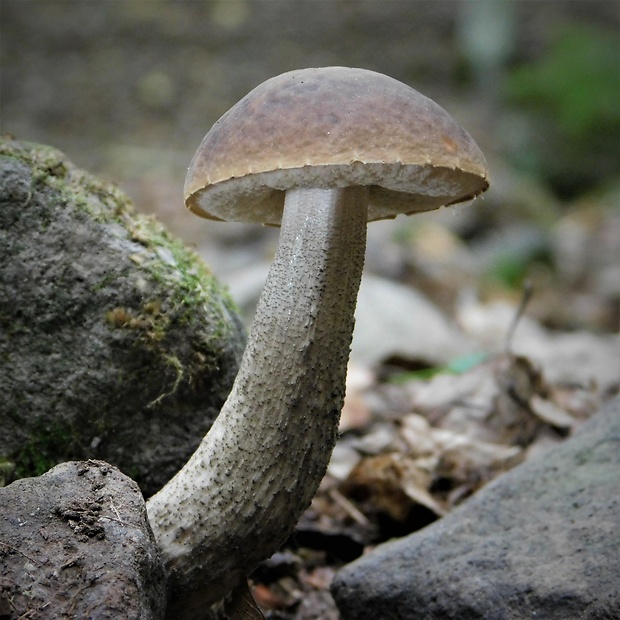 kozák hrabový Leccinum pseudoscabrum (Kallenb.) Šutara