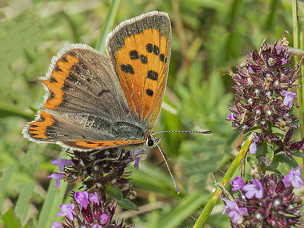 ohniváček čiernokrídly  Lycaena phlaeas