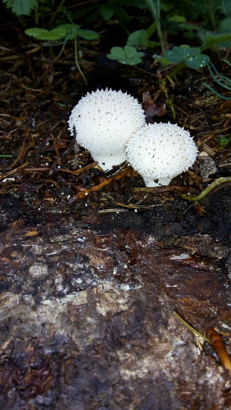 prášnica bradavičnatá Lycoperdon perlatum Pers.