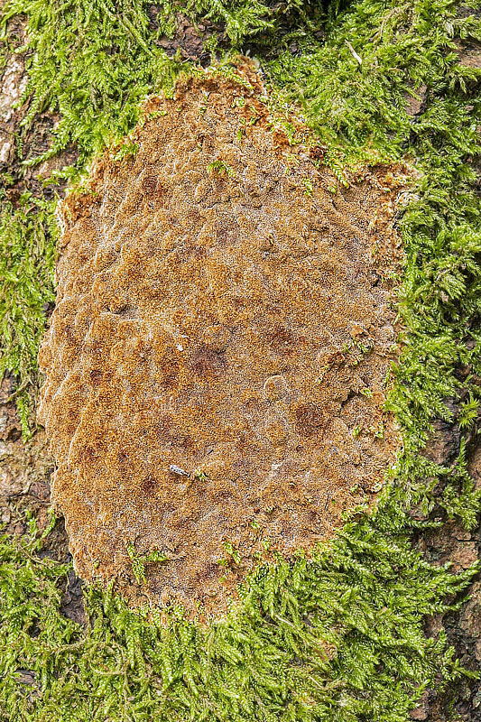 ohňovec Phellinus sp.