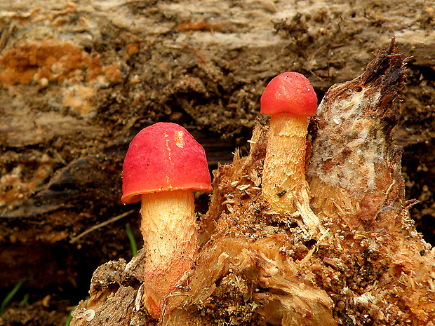 štítovka šarlátová Pluteus aurantiorugosus (Trog) Sacc.