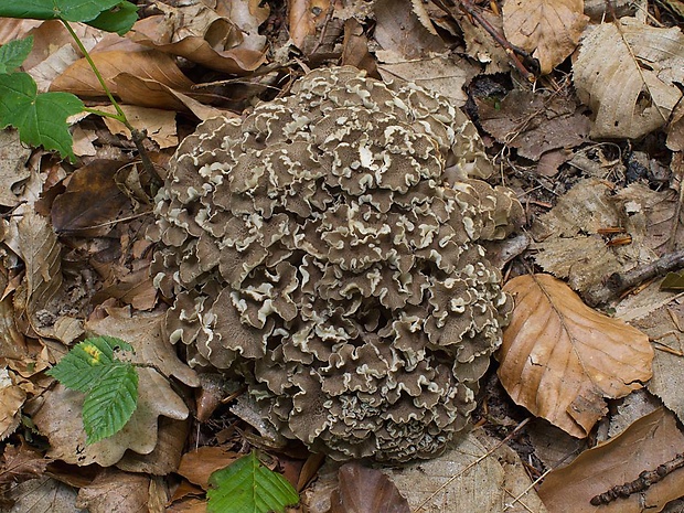 trúdnik klobúčkatý Polyporus umbellatus (Pers.) Fr.