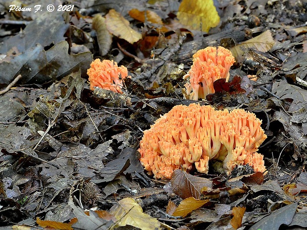 strapačka lososovoružová Ramaria subbotrytis (Coker) Corner