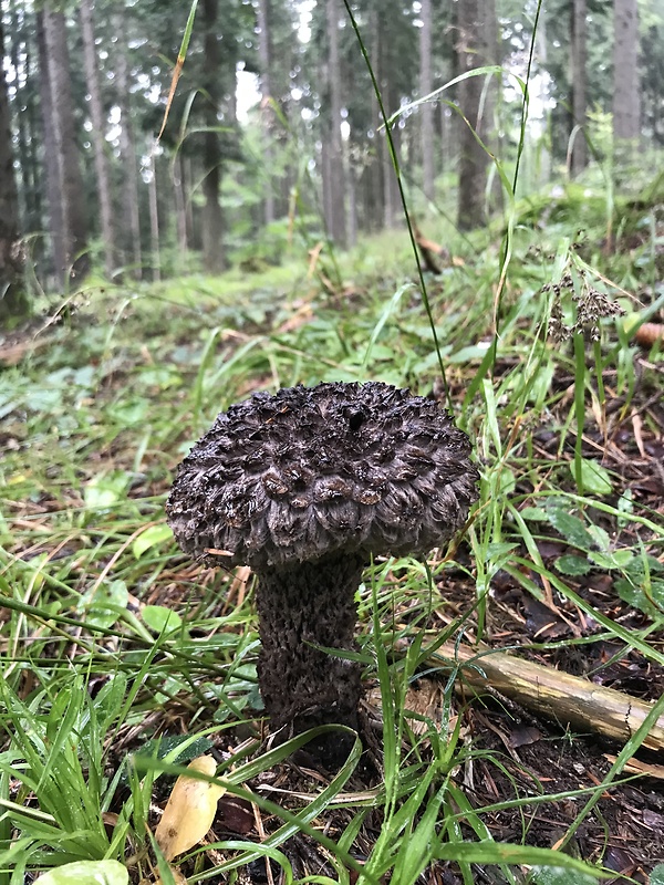 šiškovec šupinatý Strobilomyces strobilaceus (Scop.) Berk.