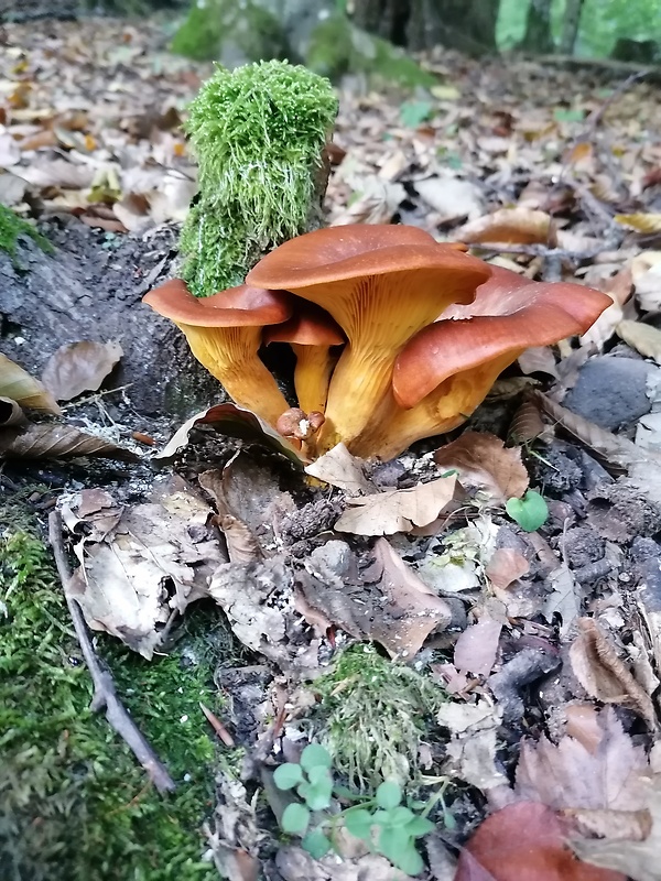 kališník hnedooranžový Omphalotus olearius (DC.) Singer