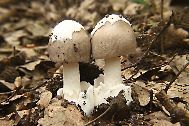 muchotrávka Amanita sp.