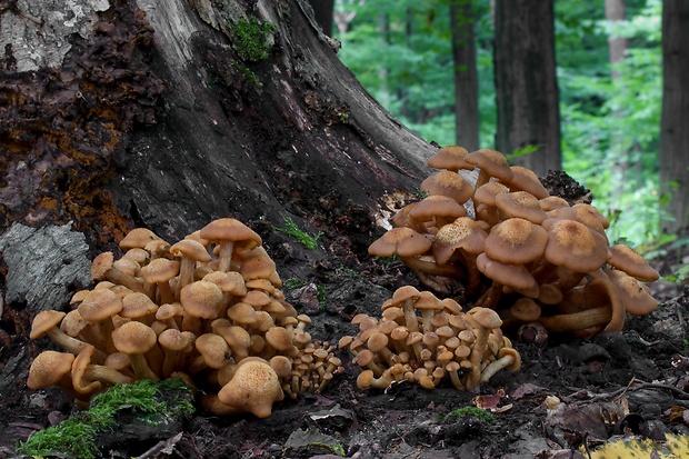 podpňovka bezprsteňová Armillaria socialis (DC.) Fayod