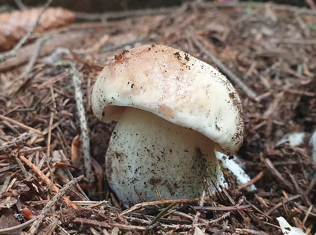 hríb smrekový Boletus edulis Bull.