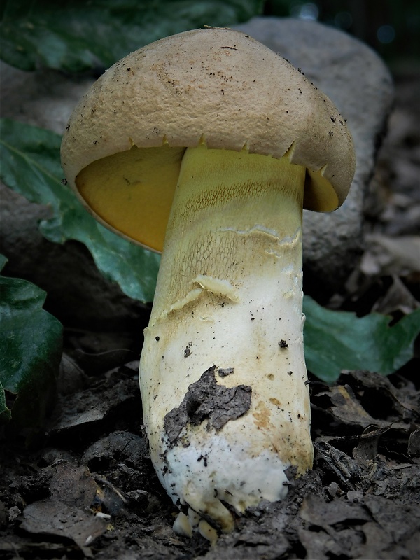 hríb príveskatý Butyriboletus appendiculatus (Schaeff. ex Fr.) Secr.