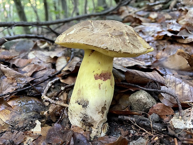 hríb sivoružový Butyriboletus roseogriseus (J. Šutara, M. Graca, M. Kolarík, V. Janda & M. Kríž) Vizzini & Gelardi