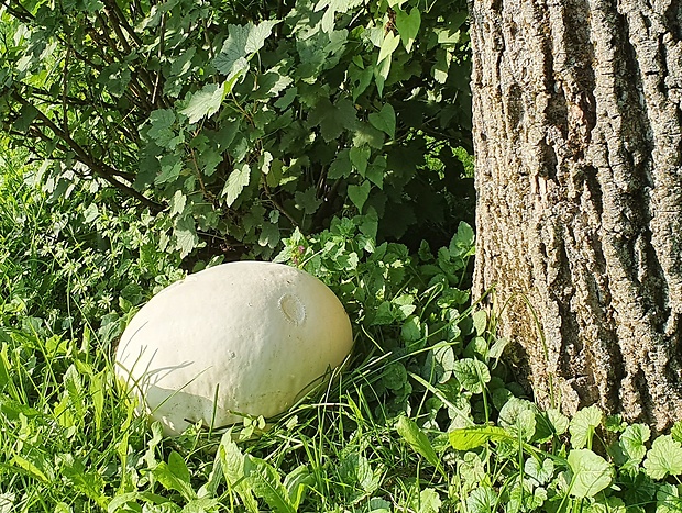 vatovec obrovský Calvatia gigantea (Batsch) Lloyd