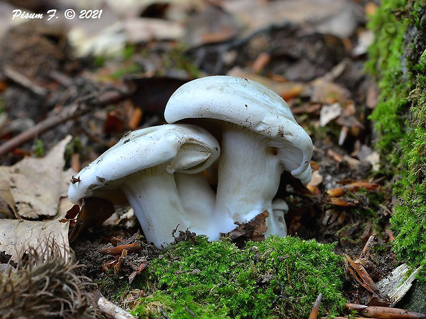 strmuľka anízová Clitocybe odora (Bull.) P. Kumm.