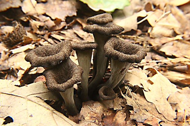 lievik trúbkovitý Craterellus cornucopioides (L.) Pers.