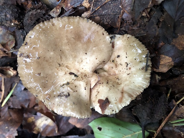 rýdzik Lactarius sp.