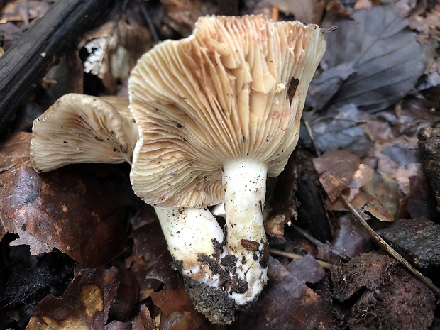 rýdzik Lactarius sp.