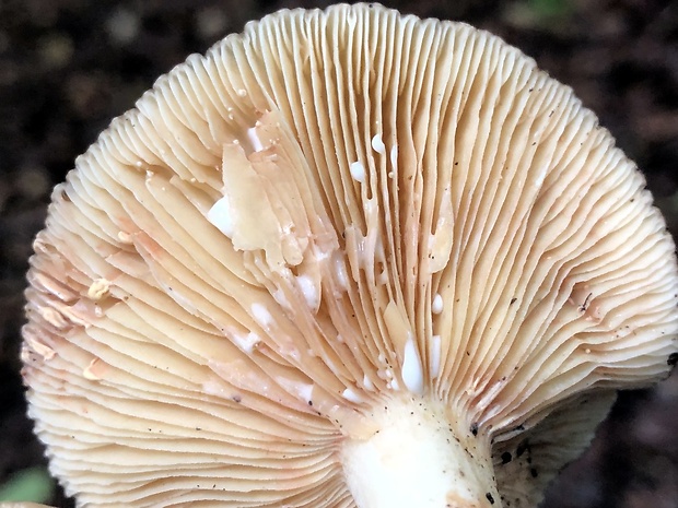 rýdzik Lactarius sp.