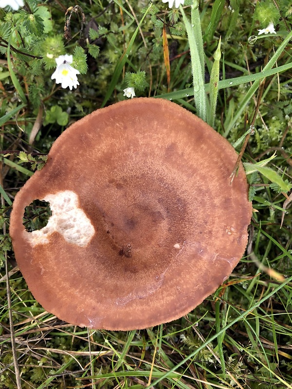 rýdzik Lactarius sp.