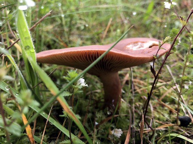 rýdzik Lactarius sp.