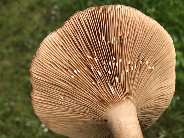 rýdzik Lactarius sp.