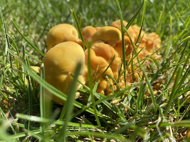 sírovec obyčajný Laetiporus sulphureus (Bull.) Murrill