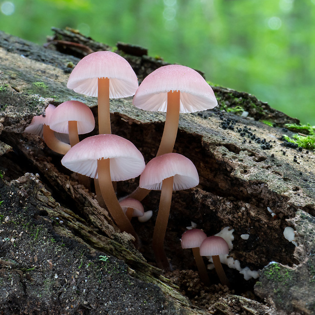 prilbička žltohlúbiková Mycena renati Quél.