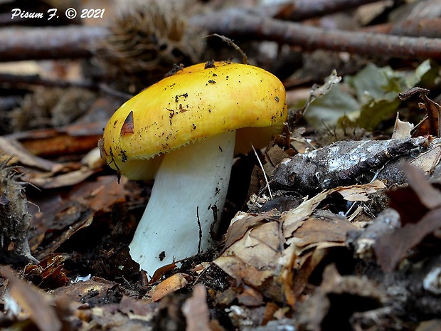 plávka zlatožltá Russula aurea Pers.